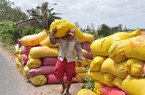 Các nước đổ xô tìm mua một loại nông sản chủ lực của Việt Nam, 8 tháng bán 6 triệu tấn, giá cao kỷ lục