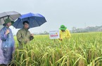 Giống lúa của ThaiBinh Seed, điểm sáng trong sản xuất nông nghiệp tỉnh Vĩnh Phúc