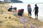 Loài sò có màu tím đẹp mắt ở đâu dạt vào bờ, người dân Hà Tĩnh đổ xô ra vớt