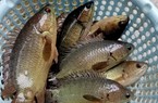 Nuôi cá rô đồng dày đặc dưới ao, bắt bán hàng tấn, một nông dân Thái Bình thu tiền tỷ