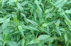 Thứ rau dại tưởng chỉ dành cho lợn ăn, bỗng chốc thành đặc sản, giá 70.000 đồng/kg