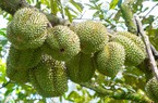 Giá sầu riêng ngày 17/9: Giá sầu Thái, sầu riêng Ri6 vẫn giữ mức cao liên tiếp nhiều ngày