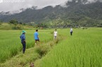 Có một thứ gạo đặc sản ở miền Tây Nghệ An, lỡ bán hết thì người nhà cũng không có để ăn