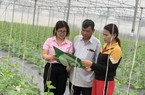 Nông dân Thanh Hóa trồng dưa lưới công nghệ cao, thêm thu nhập từ vốn tín dụng chính sách