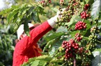 Giá cà phê ngày 18/9: Giá cà phê tiếp đà tăng mạnh, sắp chạm mốc kỷ lục mới