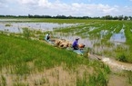 Miền Tây lo mất mùa nước nổi, thượng nguồn Đồng Tháp nước tràn đồng rồi mà dân bắt được ít cá