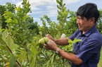 Nông dân Việt Nam xuất sắc 2023 đến từ Khánh Hòa trồng cây gì mà thu tiền tỷ?