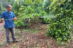 Tự ủ phân hữu cơ bón cho cây trồng, lão nông Gia Lai thu hàng trăm triệu đồng/năm