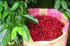 Giá cà phê ngày 19/9: Đà tăng 'nóng' của giá cà phê vẫn chưa dừng 