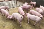 Giá lợn hơi xuống thấp, nhiều doanh nghiệp kêu than như vạc, vì sao Phú Sơn vẫn có lãi?