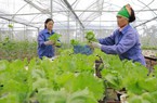 Thực tế đòi hỏi khu vực kinh tế tập thể thay đổi, phát huy các lợi thế liên kết