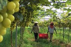 Trang trại nông nghiệp công nghệ cao ở Nghệ An trồng la liệt rau, củ, quả sạch, tha hồ chụp ảnh
