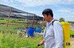 TP.HCM: Chuyển hướng sang nghề trồng cây kiểng giúp nông dân thích ứng với đô thị hóa
