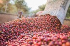 Giá cà phê ngày 21/9: Fed giữ nguyên lãi suất, các nhà đầu tư quay lại, dự báo thị trường cà phê còn biến động