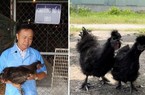 Chọn tạo giống thành công hai dòng gà Hắc Phong có xương và thịt màu đen, da giòn, rất thơm ngon