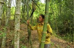Dân huyện này ở Nghệ An trồng loại cây không cần chăm sóc, thu hoạch đến hết đời, có bao nhiêu cũng bán sạch