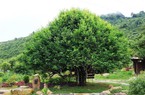 Chè cổ thụ-một loại cây cổ thụ mọc ở độ cao 1.400m tại Yên Bái, cây cao niên nhất là mấy trăm năm tuổi?