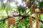 Loại quả ngon này ở một xã của Quảng Nam ngước lên thấy treo từng chùm, hễ hái xuống là bán hết sạch