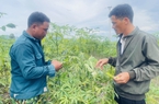 Loài nhện đỏ xuất hiện, nhiều diện tích cây sắn của nông dân Gia Lai bỗng nhiên úa vàng rồi chết