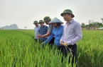 Một loài sâu gia tăng mức độ gây hại lúa và diện phân bố trong 20 năm qua
