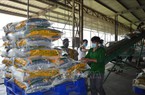 Giá gạo giảm mạnh hơn so với giá lúa