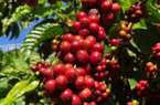 Giá cà phê ngày 25/9: Hai sàn vẫn bị ám bởi áp lực giảm, giá cà phê trong nước áp sát 67.000 đồng/kg