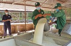 Doanh nghiệp Trung Quốc xây nhà máy sản xuất lốp xe ở tỉnh Bình Phước, giá mủ của một loại cây sẽ tăng?