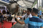 Người dân thích thú khi thấy diều harris, đại bàng núi... được trưng bày tại TP.HCM