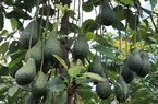 Xây nhà máy lai tạo giống, phát triển vùng nguyên liệu cây ăn quả ứng dụng công nghệ cao tại Thừa Thiên- Huế