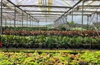 Nông sản Đà Lạt chất lượng tốt vẫn khó tiếp cận thị trường TP.HCM
