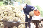 Toàn cầu lên cơn sốt, 4 loại nông sản của Việt Nam tăng giá trị xuất khẩu, có loại tăng 71,8%