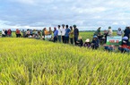Giống lúa VNR20 siêu năng suất, chống sâu bệnh cực đỉnh khiến nông dân Đắk Lắk thích mê
