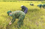 Mưa lũ vừa rút, Bộ đội Biên phòng Quảng Bình tới tận ruộng gặt lúa giúp bà con dân bản 