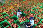 Cục Bảo vệ thực vật nói gì về thông tin 74 mã số vùng trồng và 40 cơ sở đóng gói bị thu hồi?