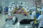 Xuất khẩu cá ngừ sang Hàn Quốc bất ngờ tăng vọt, gấp 2,5 lần