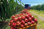 Văn phòng SPS Việt Nam thông tin về việc một số siêu thị tại Anh dừng bán thanh long Việt