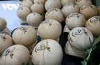 Trái dừa Việt Nam chuẩn bị gia nhập nhóm trái cây xuất khẩu tỷ USD
