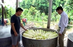 Được mùa được giá, 'đặc sản' này của nông dân Yên Bái bán hết sạch thu tiền tỷ vào túi