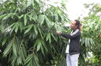 Làm ống hút tre từng bị chê thô kệch, nay anh nông dân Phú Thọ xuất bán sang Hàn Quốc, Ấn Độ