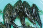 Giá 500.000 đồng/kg, trước chả ai biết giờ là đặc sản được săn lùng, hóa ra là loại cá này