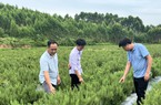 Hương thảo là cây gì mà một nông dân Bắc Giang trồng rồi cắt cành, lá bán hết cho doanh nghiệp, thu lãi cao?