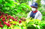 Soi kết quả kinh doanh của loạt công ty cà phê sau mức giá xuất khẩu kỷ lục: Lợi nhuận phân hóa mạnh