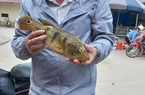 “Hung ngư” xuất hiện trên hồ Thác Bà ở Yên Bái "ăn tạp phá mồi" là loài cá lạ này đây