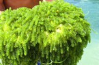 Trước là của hiếm, giá gần triệu đồng/kg, nay thứ 'thần dược biển' này được bán rất rộng rãi, giá rẻ bèo