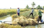 Lúa bệ ở Kiên Giang là thứ lúa gì mà làm ra loại gạo sạch nghe tên là khối người muốn mua?
