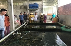 Nuôi con vật này người Nhật, Hàn Quốc rất mê, ở một nơi của Hậu Giang, nông dân khá giả hẳn lên