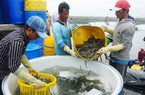 Tôm nuôi các cỡ vẫn đang tăng giá ở khu vực ĐBSCL, nỗi lo nhất của ngành tôm từ nay đến cuối năm là gì?
