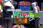 Chuyển động Nhà nông 5/9: Việc xuất khẩu thanh long Việt Nam sang Anh vẫn diễn ra bình thường
