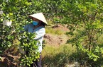 Một huyện của tỉnh Thái Bình có 265 hộ tích tụ đất sản xuất lớn, hộ nhiều có tới 10ha