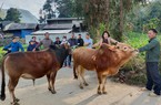 Ở đây có đàn bò hàng chục nghìn con, doanh nghiệp lại hỗ trợ tiêu thụ thịt bò cho người dân